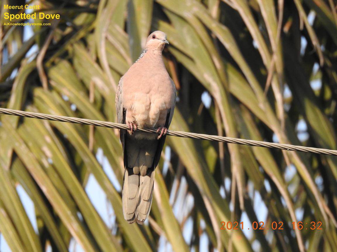 Dove Spotted (32) Coming Soon